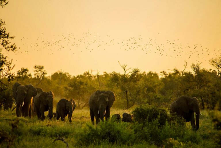 Elephants at sunset in kruger park