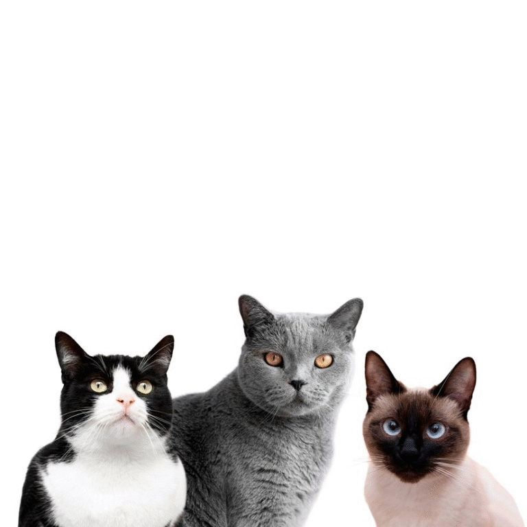 Kucing
