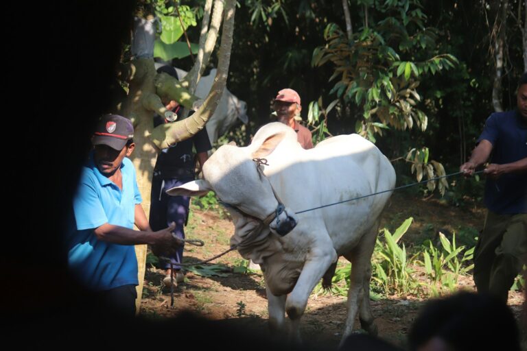 A group of people standing around a white cow