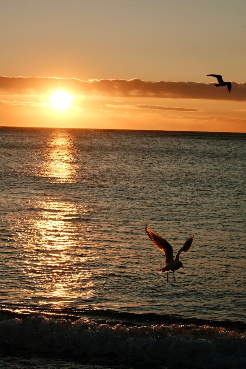 Seagulls fly over the ocean at sunset